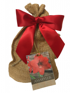 Red Lion Amaryllis Bulb in Burlap Gift Bag!-Includes Growing Medium--Great Holiday Gift
